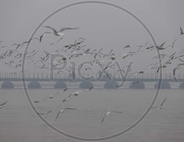 Migratory Seagull Birds On Triveni Sangam River  At Prayagraj , Allahabad