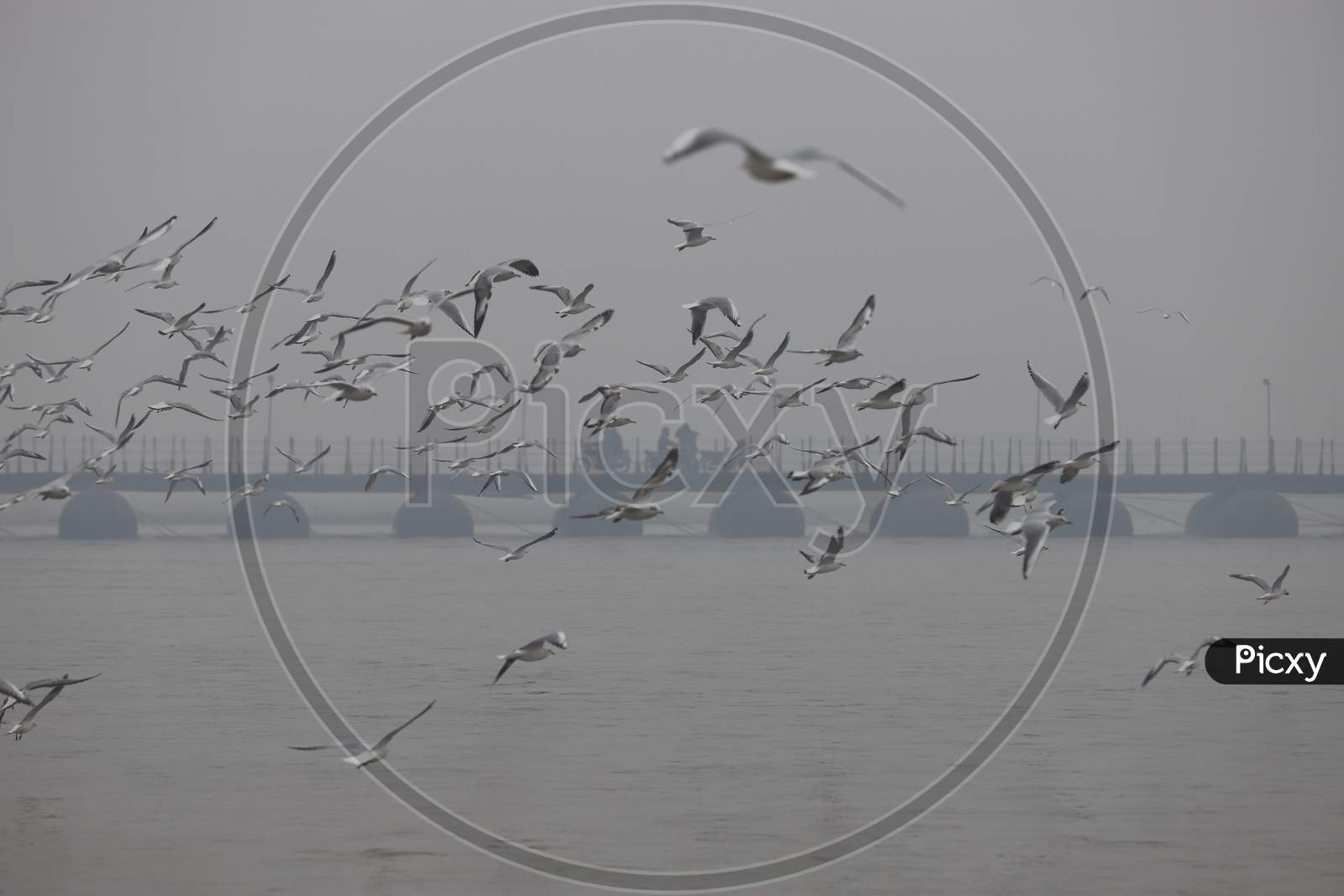 Migratory Seagull Birds On Triveni Sangam River  At Prayagraj , Allahabad