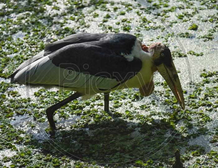 Greater Adjutant Stork Bird in Zoo