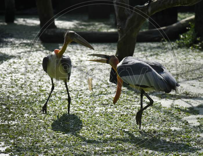 Greater Adjutant Stork Bird in Zoo  of Guwahati