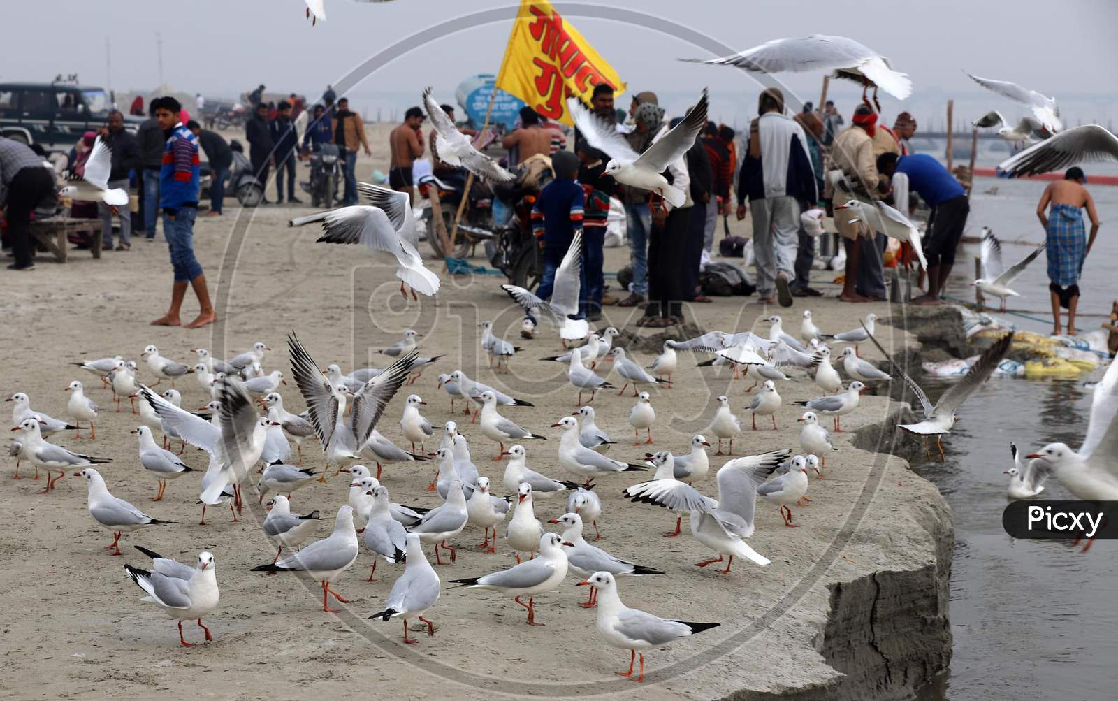 Hindu Devotees Feeds Birds On The River Bank Of Ganga On The Occasion Of New Year In Allahabad