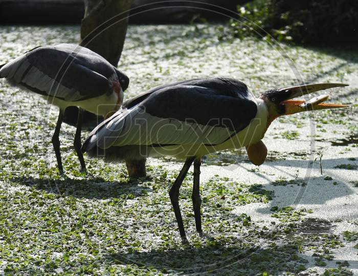 Greater Adjutant Stork Bird in Zoo  of Guwahati