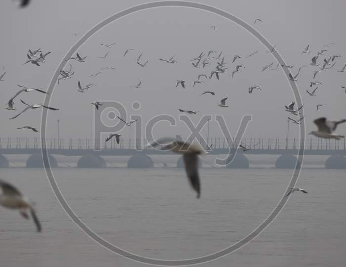 Sea Birds  Over Triveni Sangam In Prayagraj , Allahabad
