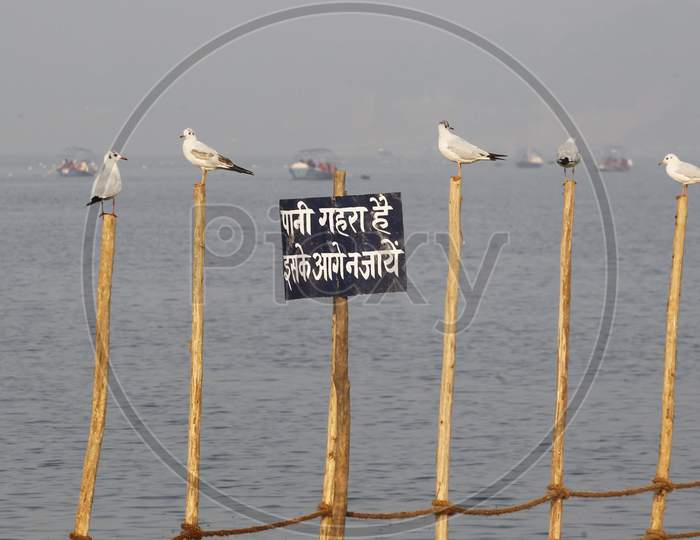 Birds Sitting On Bamboo In The River Yamuna On A Fogy And Cold Winter Morning In Allahabad,