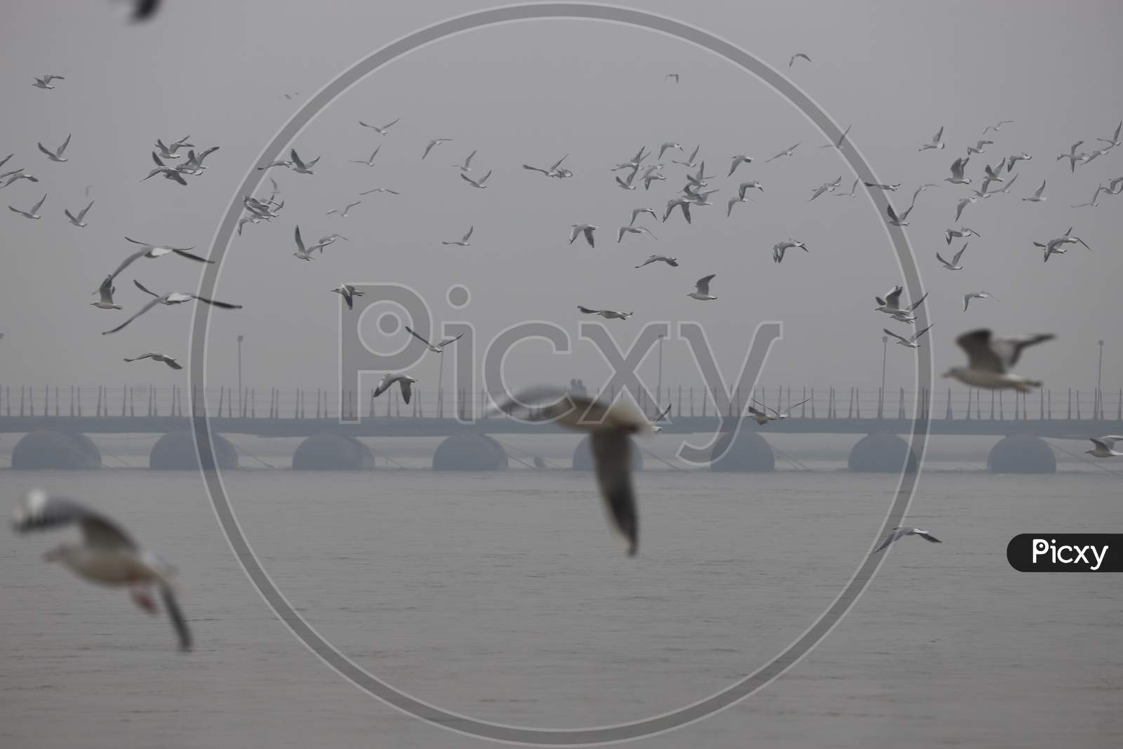 Sea Birds  Over Triveni Sangam In Prayagraj , Allahabad