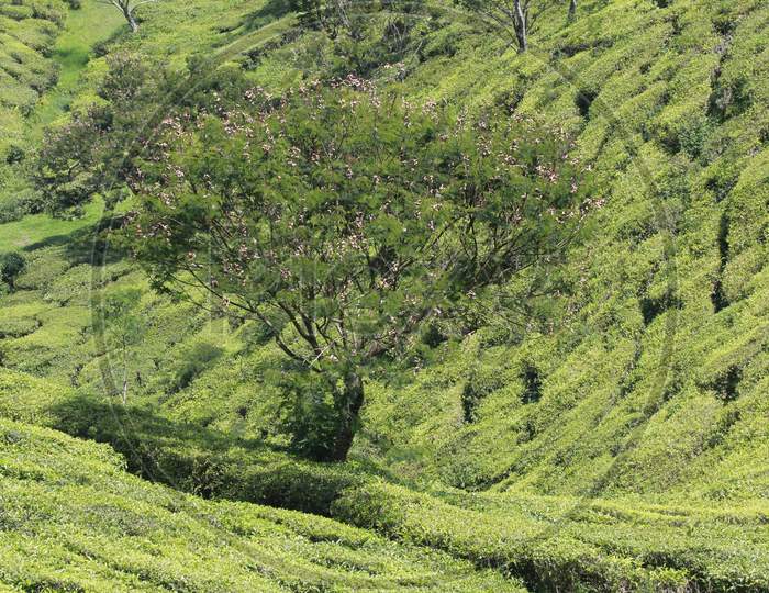 Tea Plantations Or Tea Gardens  In Munnar, Kerala