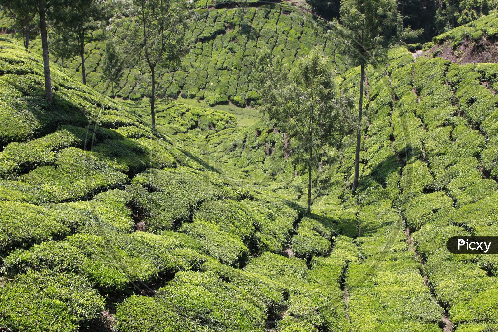 View of Tea Plantations of Munnar