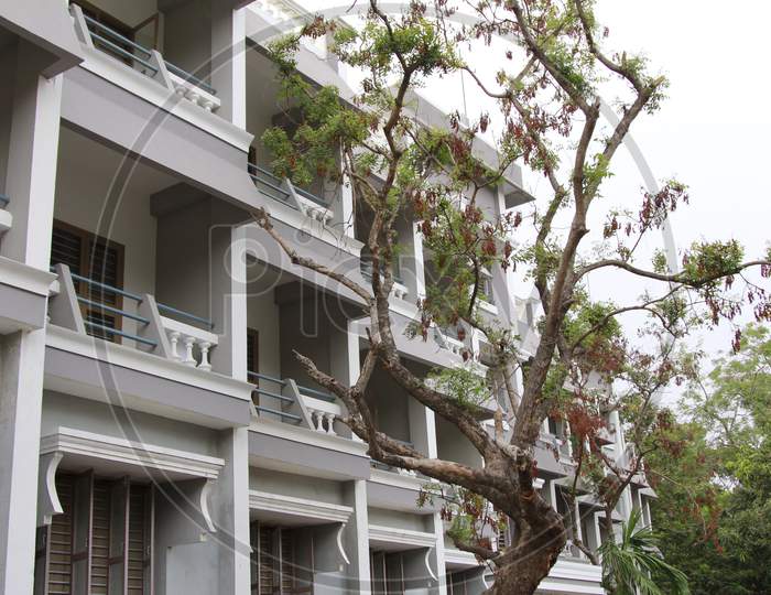 A Tree in Pondicherry