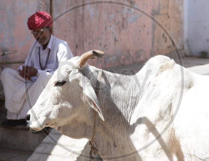 A Cow in Pushkar