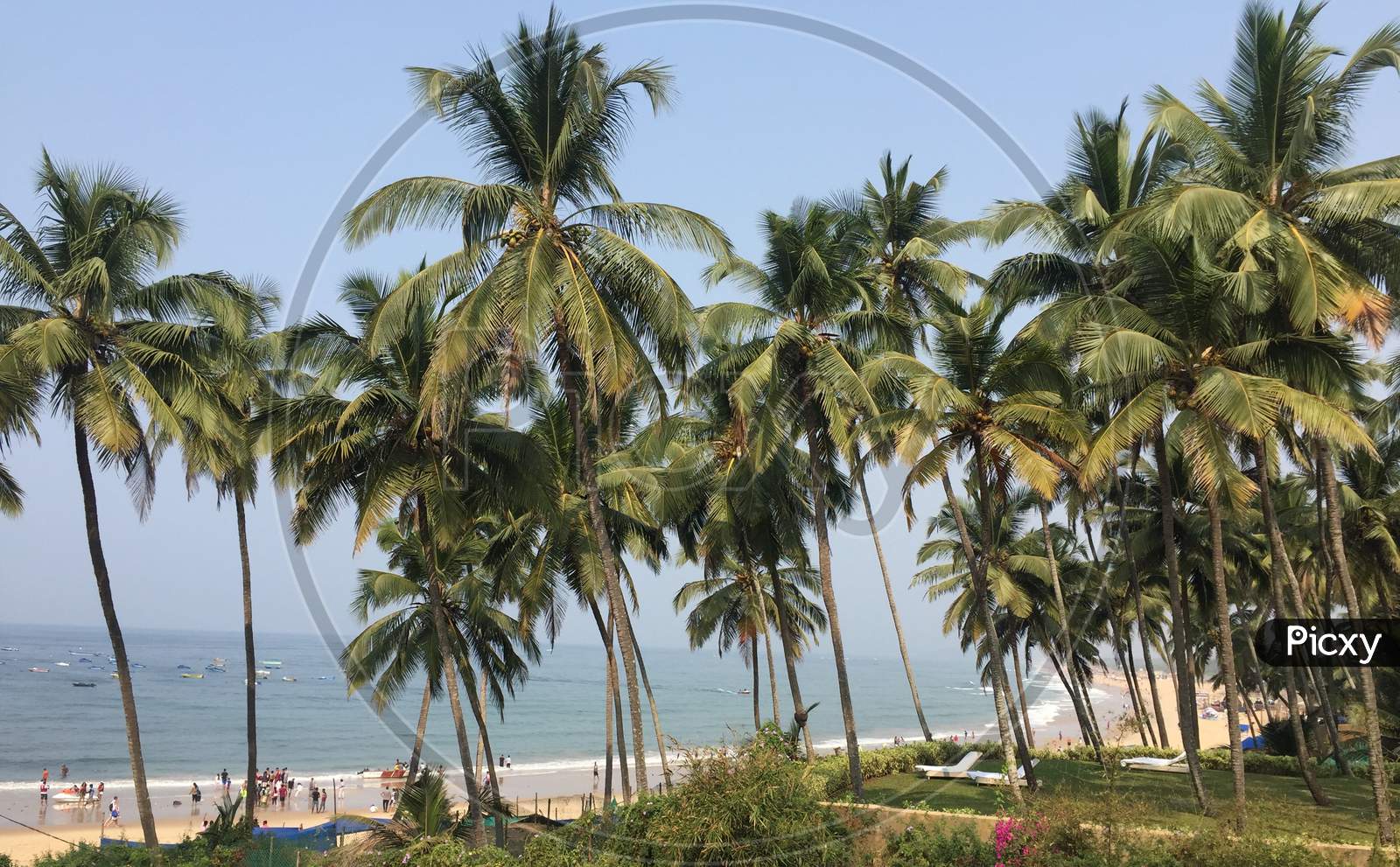 Coconut Trees In an Beach