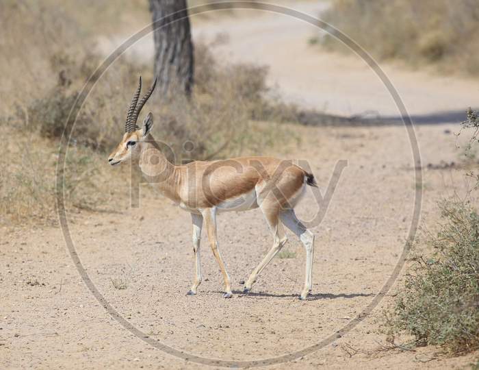 Horned Deer In Grass Fields In Jodhpur, Rajasthan
