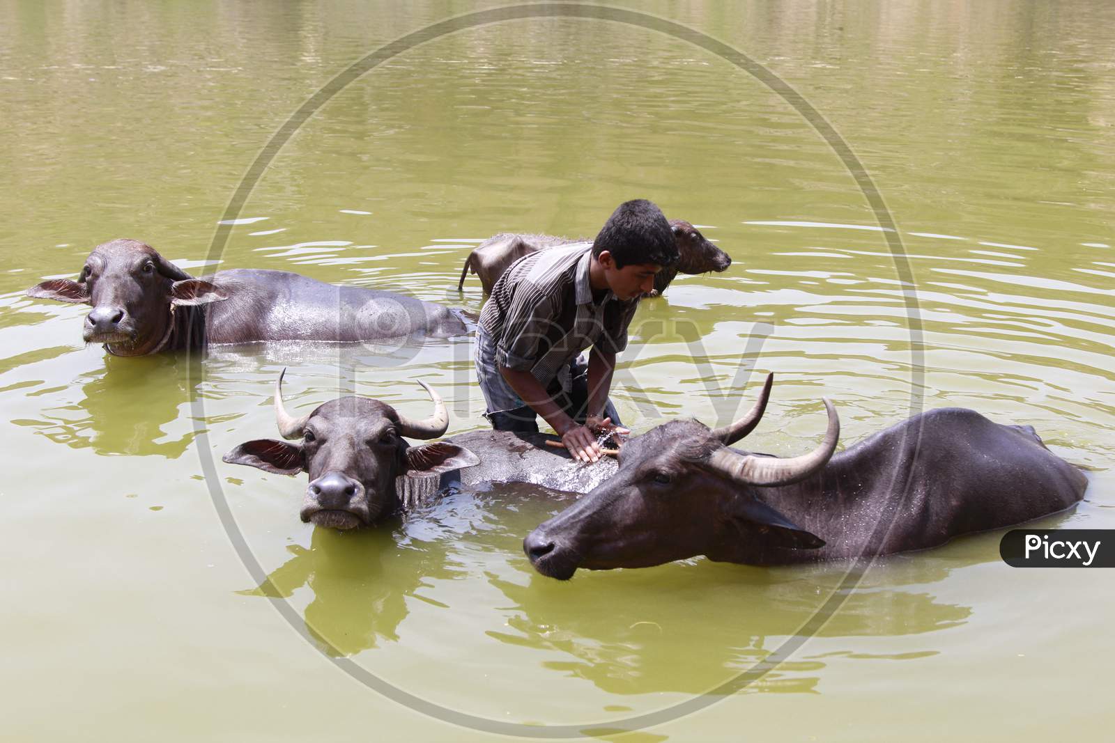 Indian Man giving buffaloes a bath