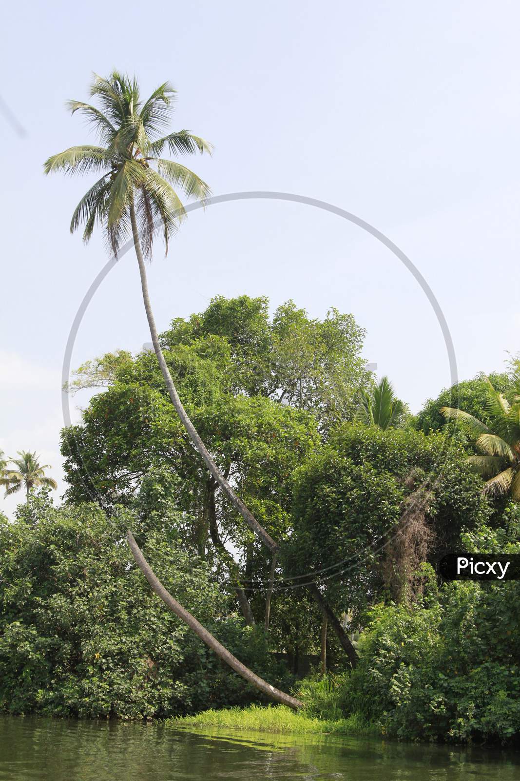 Coconut tree alongside the backwaters