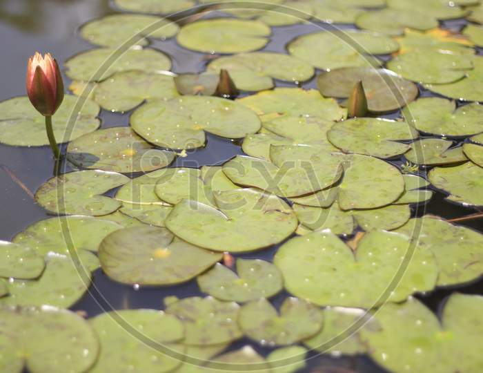 A Lotus Pond