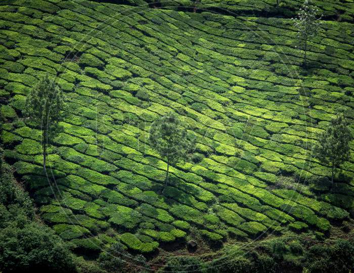 Aerial view of Patterns of Munnar Tea Plantations