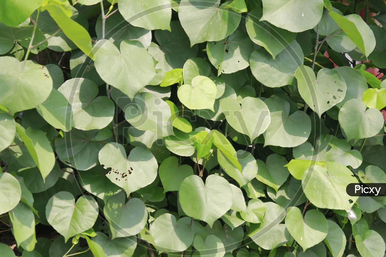 Ivy wall plant leaves