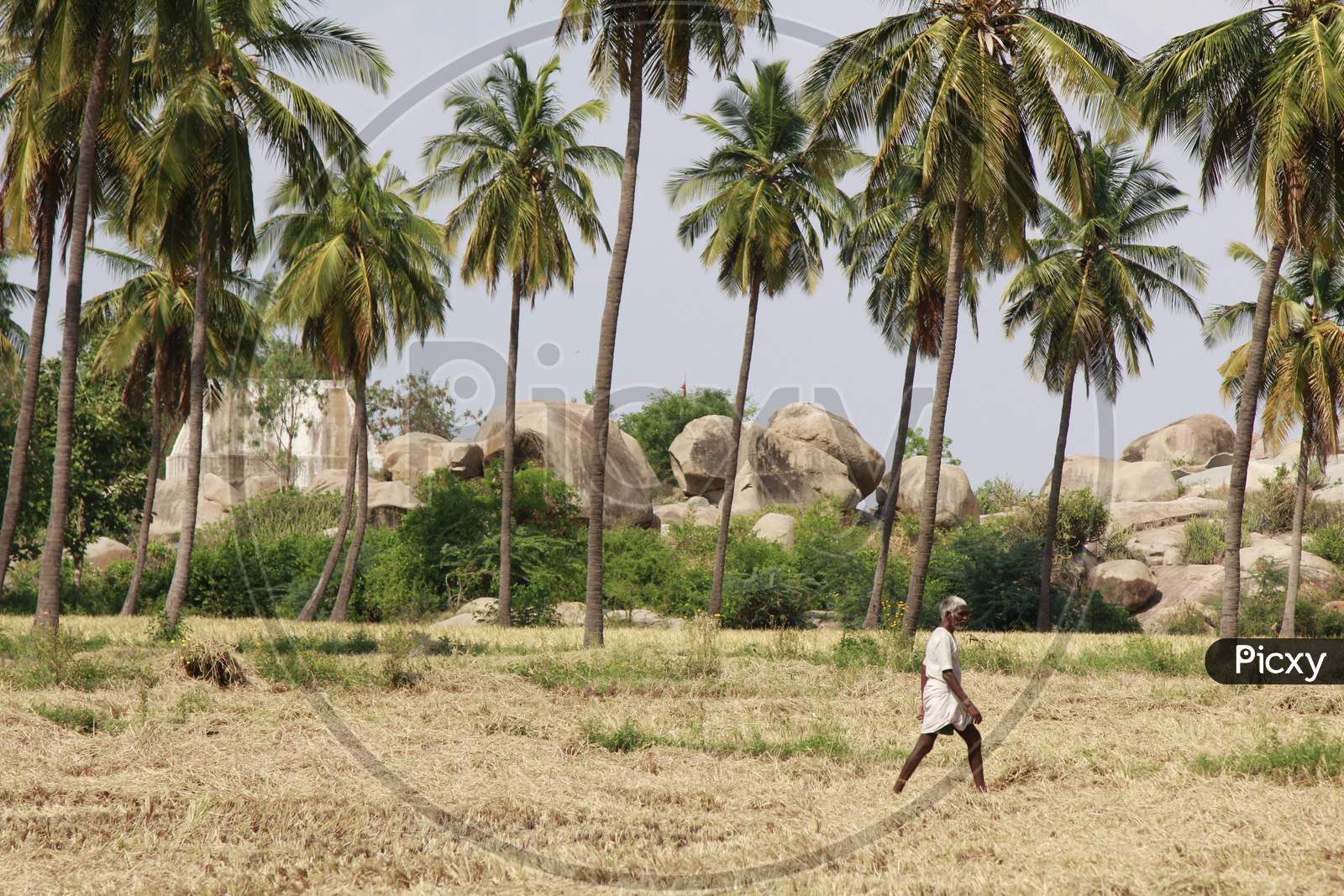Indian Old Man walking along the field