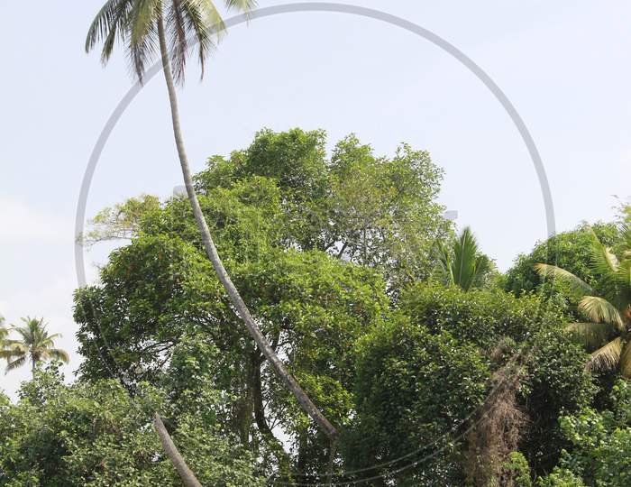Coconut tree alongside the backwaters