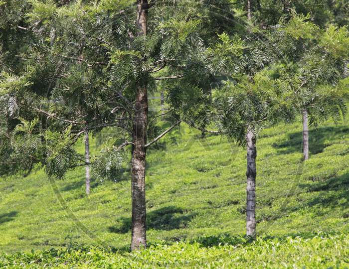 Tea Plantations Or Tea Gardens  In Munnar, Kerala