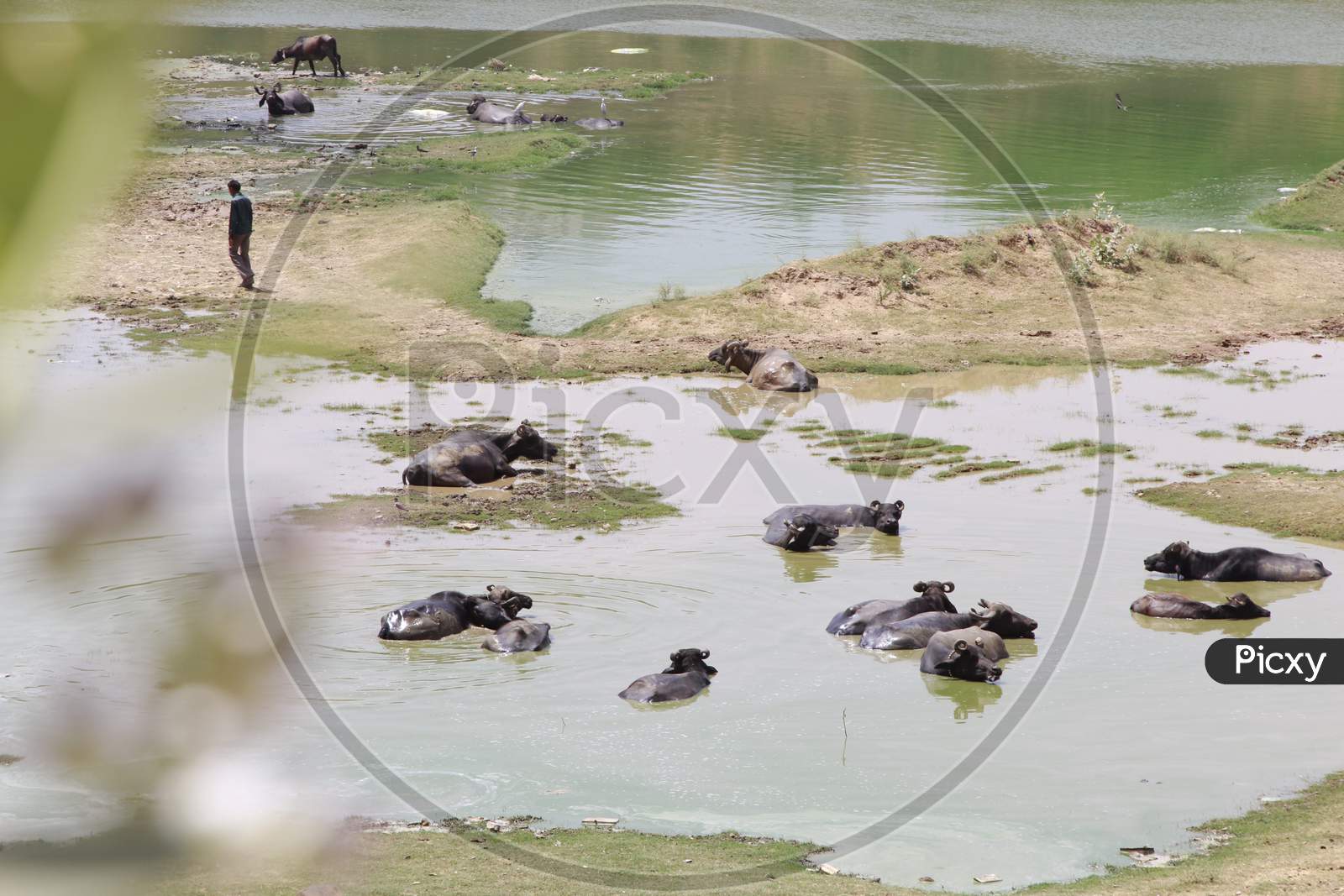 Group of Buffaloes in a Lake during Summer in India