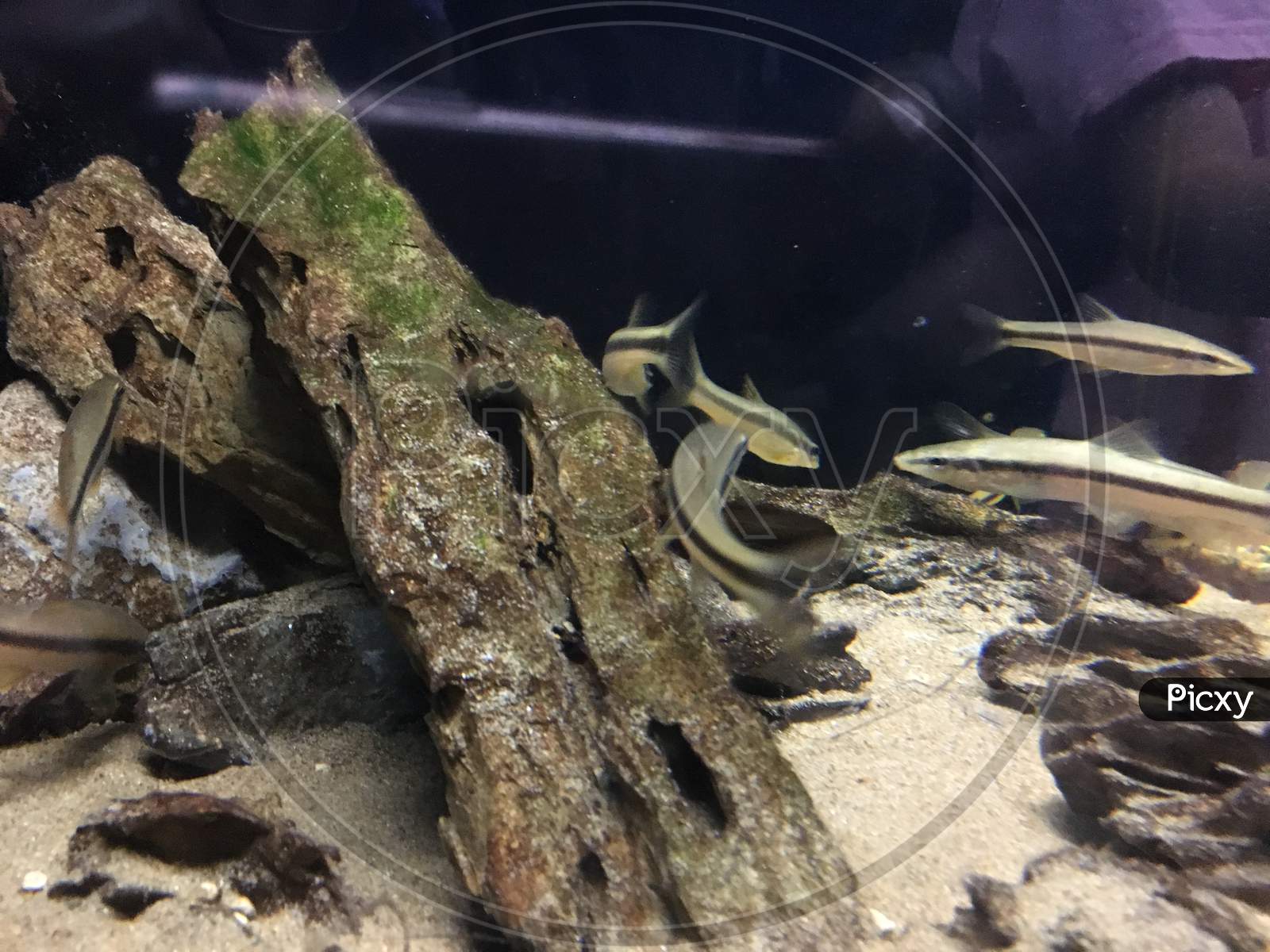 Fishes in an Aquarium