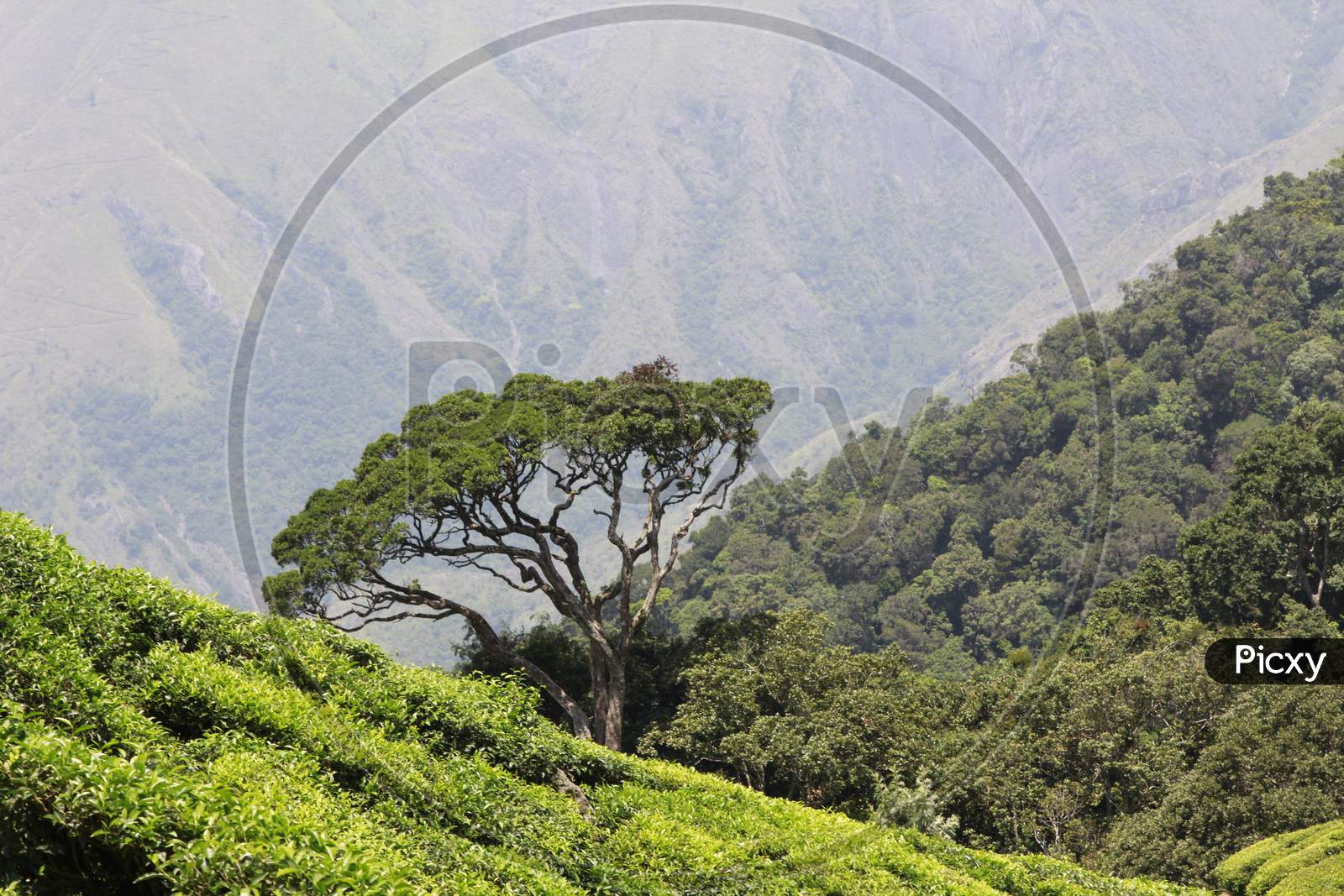 Landscape of Hill station in Munnar