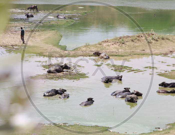 Group of Buffaloes in a Lake during Summer in India