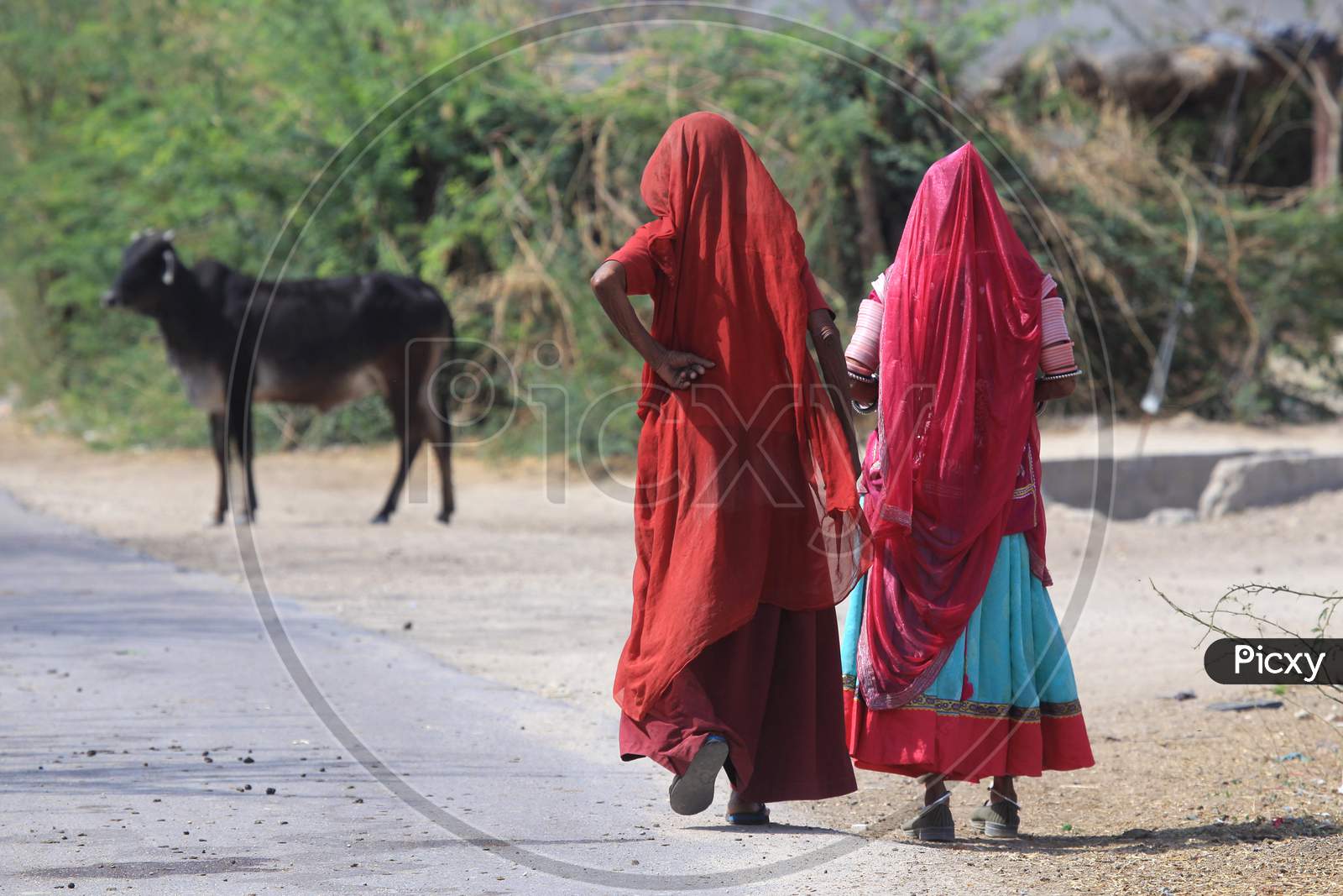 Rajasthani Woman  On The Rural Village Roads of Jodhpur , Rajasthan