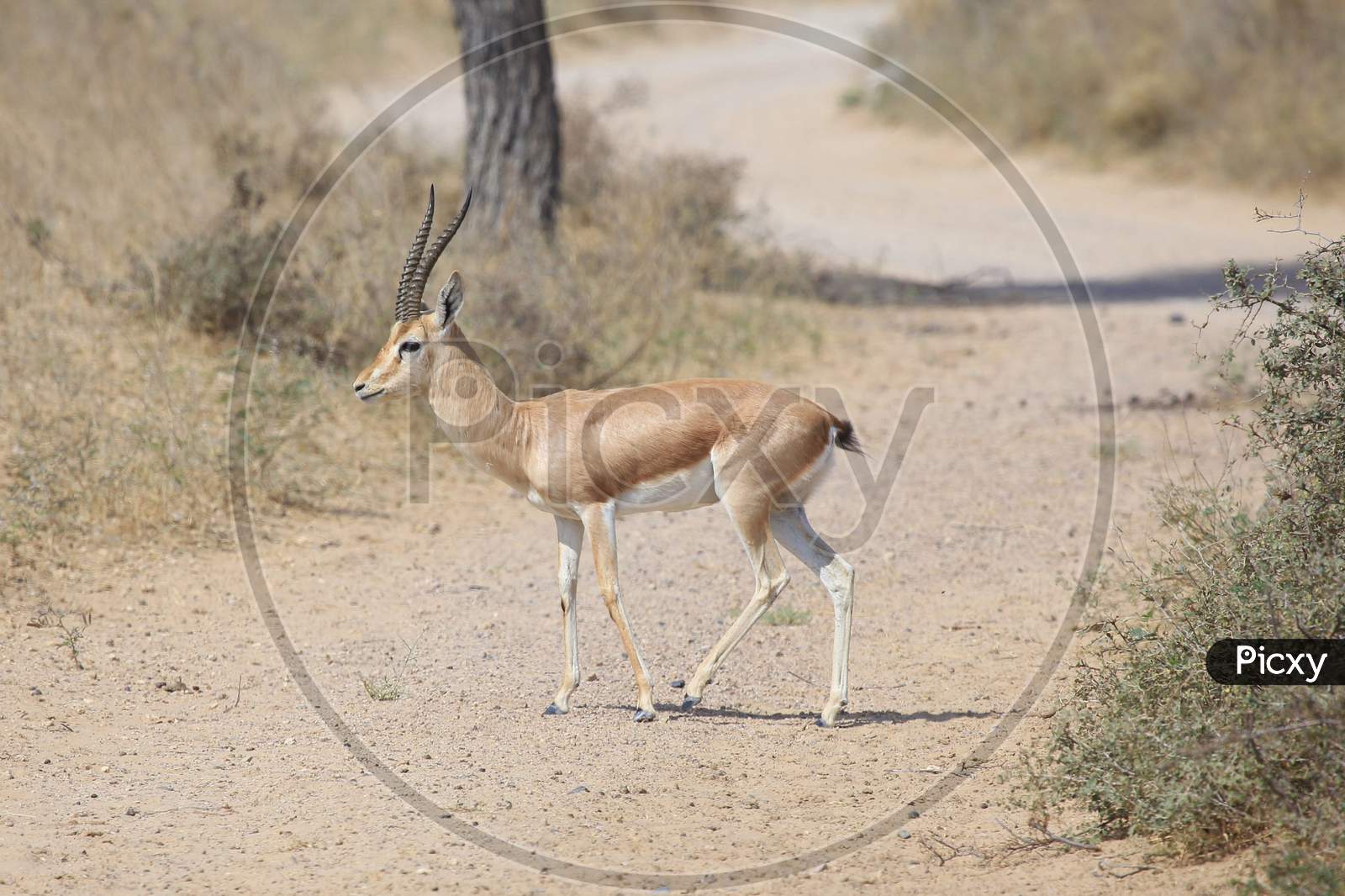 Horned Deer In Grass Fields In Jodhpur, Rajasthan