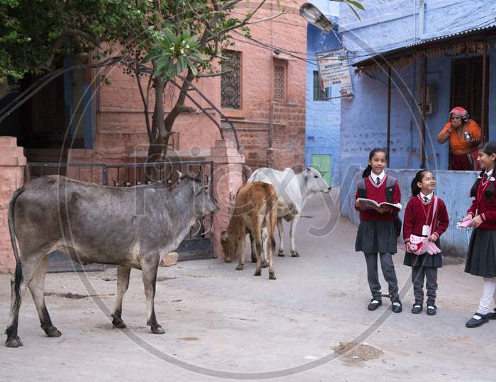 School kids of Jodhpur, Rajasthan, India