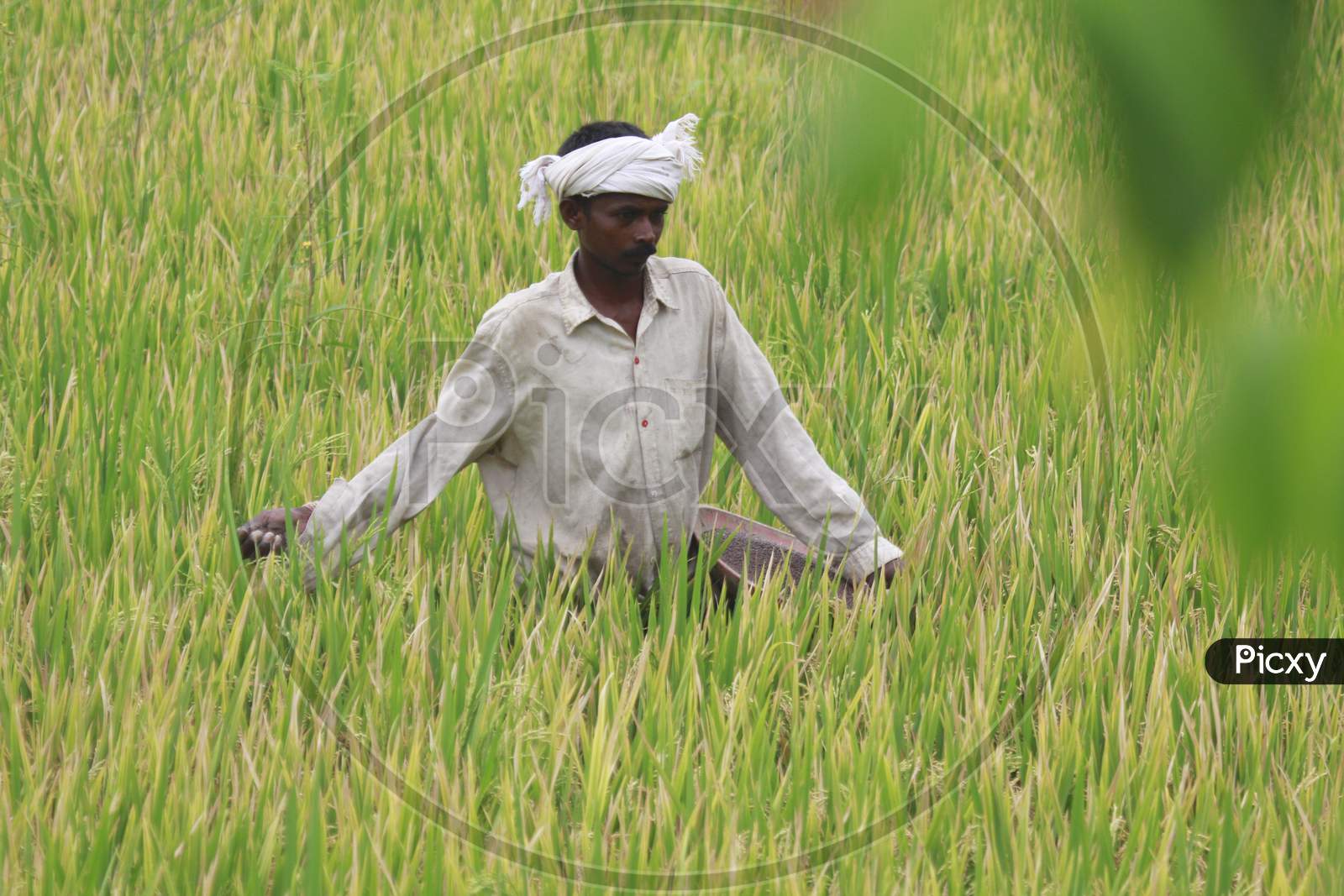 Indian Farmer in Agriculture Fields