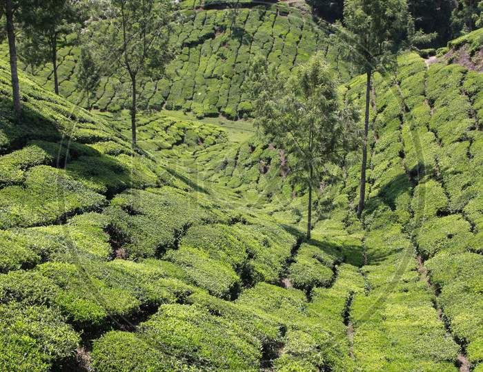 View of Tea Plantations of Munnar