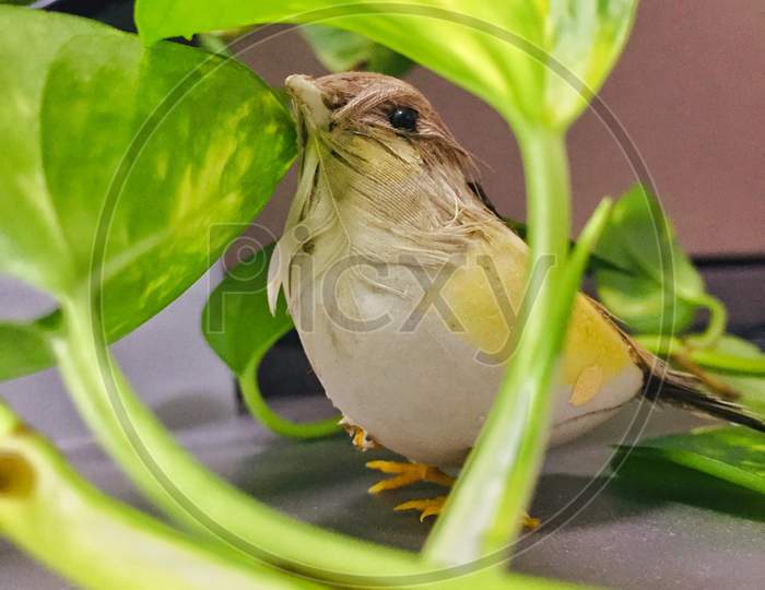Sparrow In an House Balcony