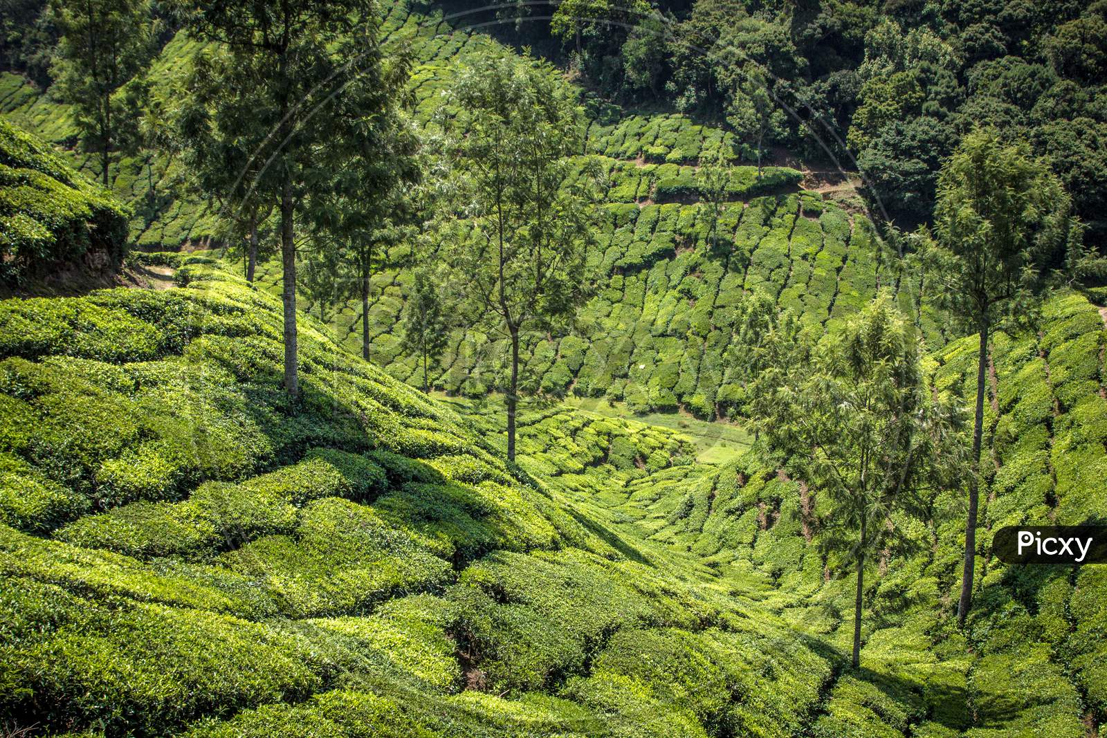 Aerial view of Munnar Tea Plantations