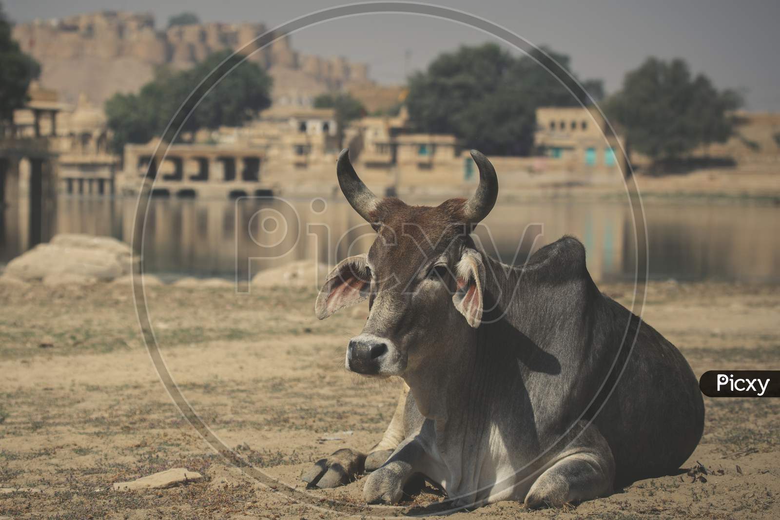 A Cow in Jaisalmer