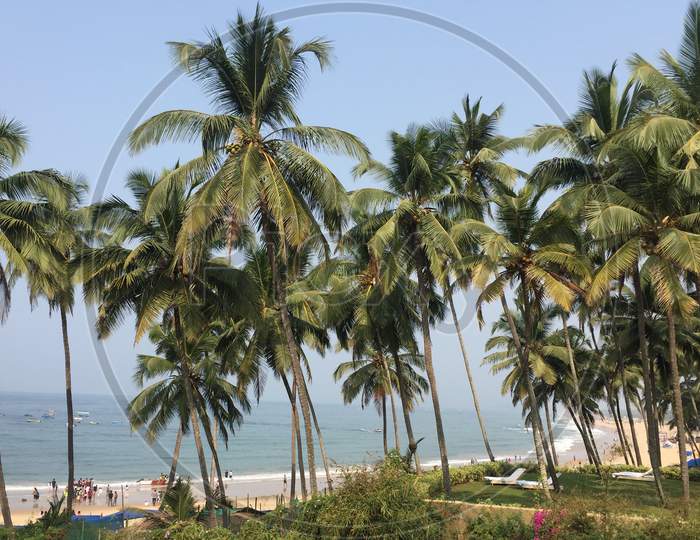 Coconut Trees In an Beach
