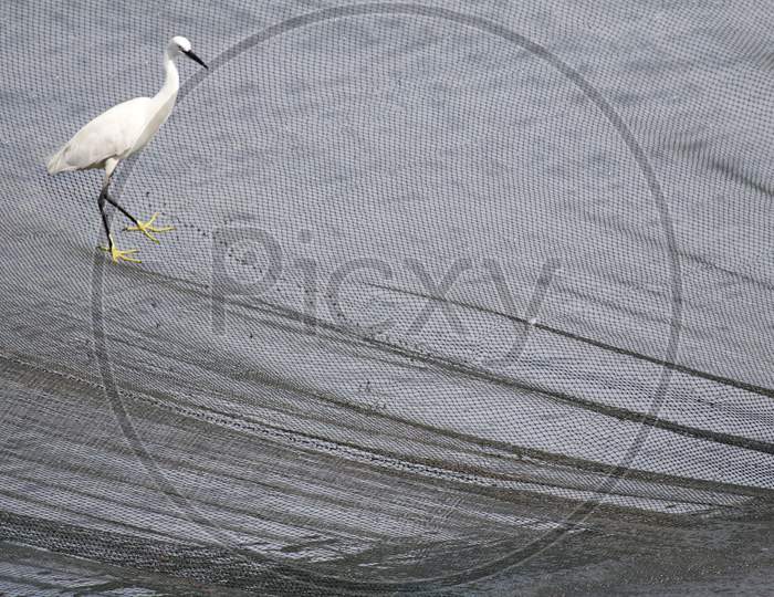 Egret walking on the fishing net
