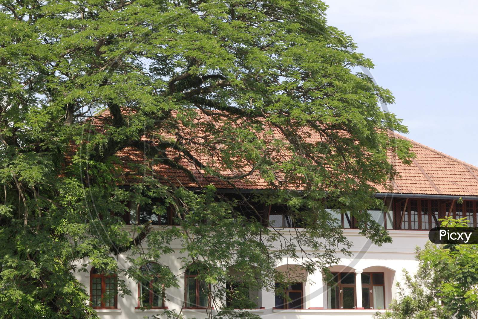 A Tree covered Kerela house