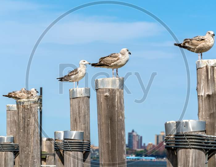 Seagulls At The Old Ferry Dock On Liberty Island Near New York City