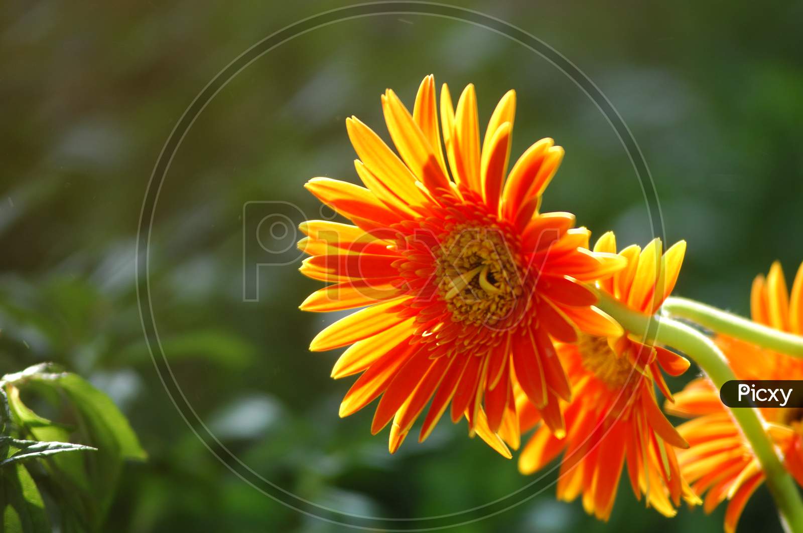 Flowers Blooming On Plants Closeup Forming a Background
