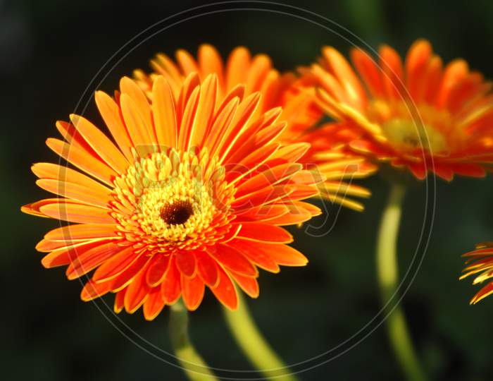 Orange Barberton daisies