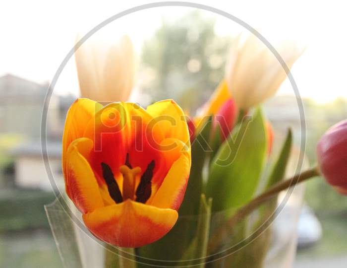 Lady Yellow Tulips