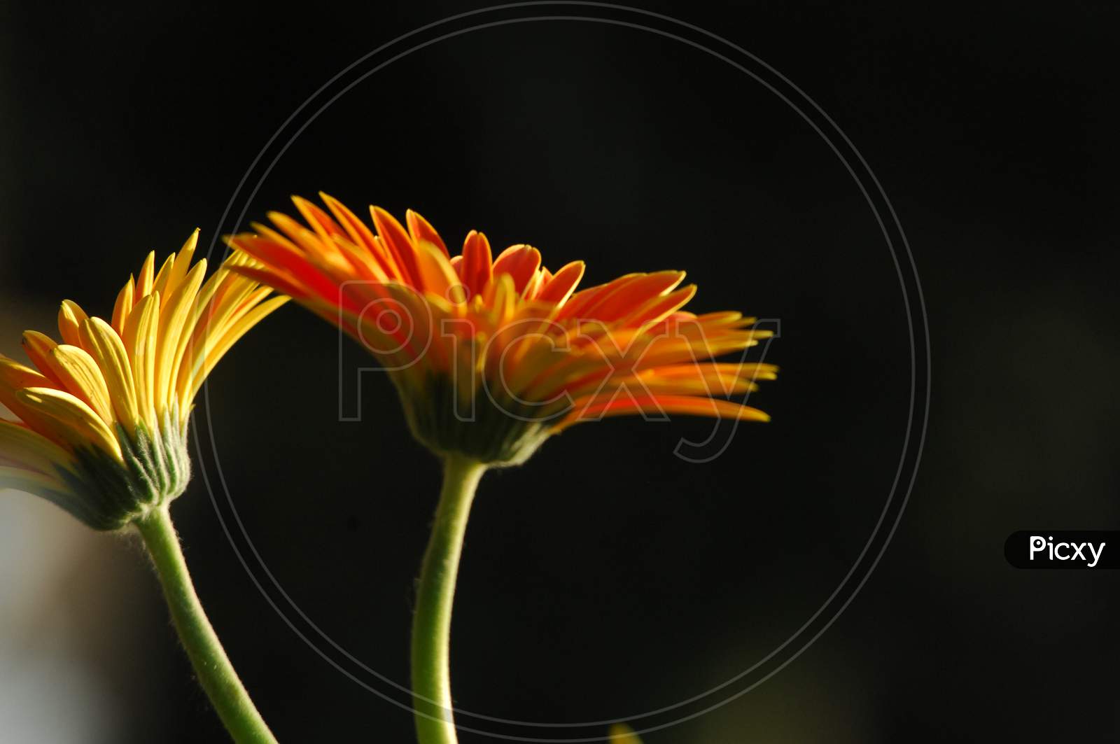 Flowers Blooming On Plants Closeup Forming a Background