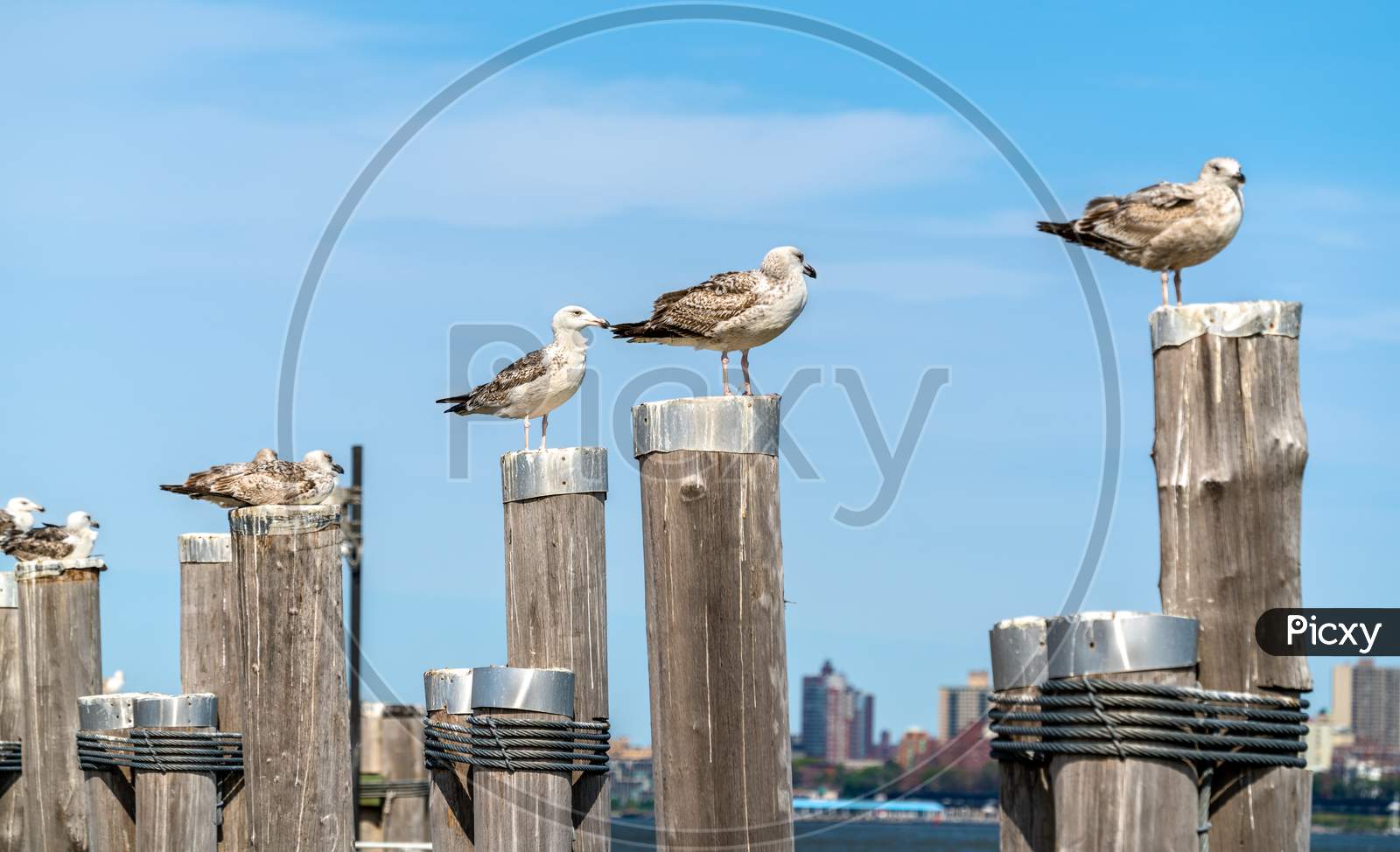 Seagulls At The Old Ferry Dock On Liberty Island Near New York City