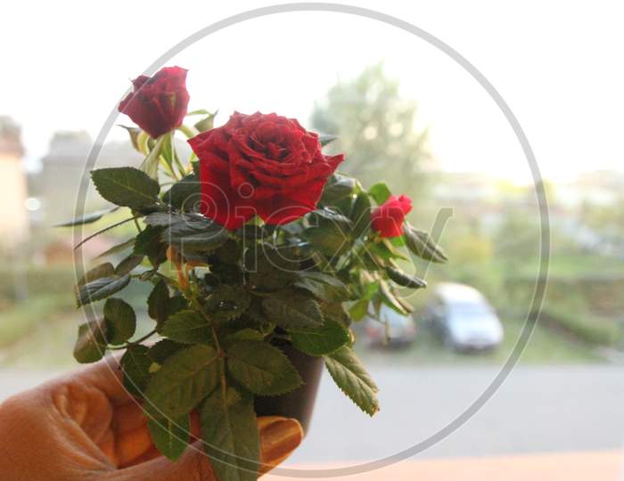 A Hybrid red rose plant