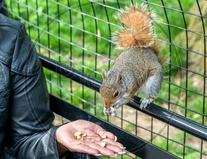 Feeding An Eastern Gray Squirrel In New York City, Usa