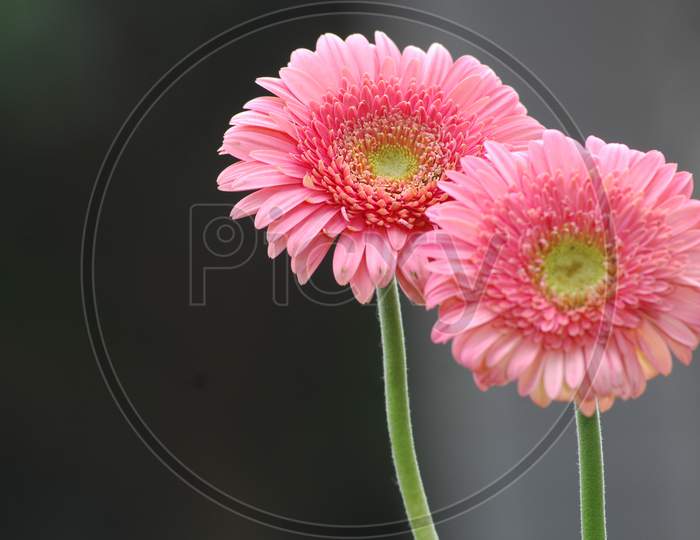 Pink Barberton daisies