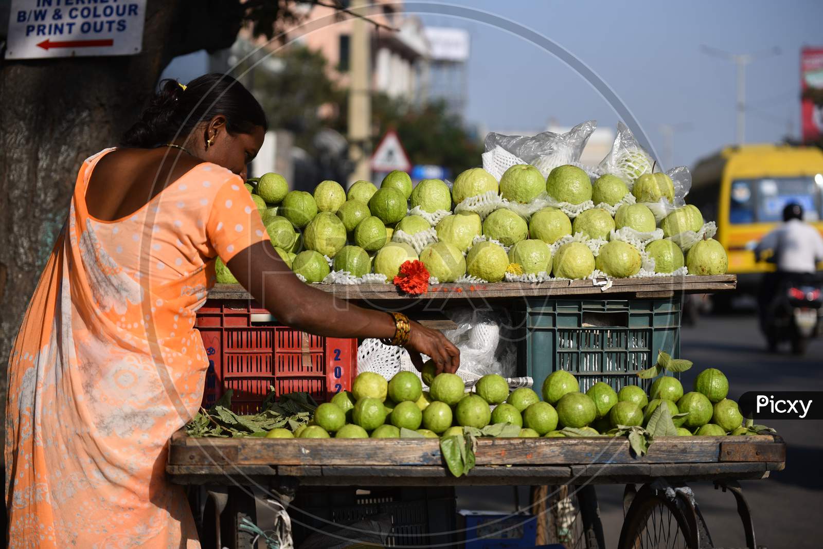 Guava Fruit Selling At Vendor Stall
