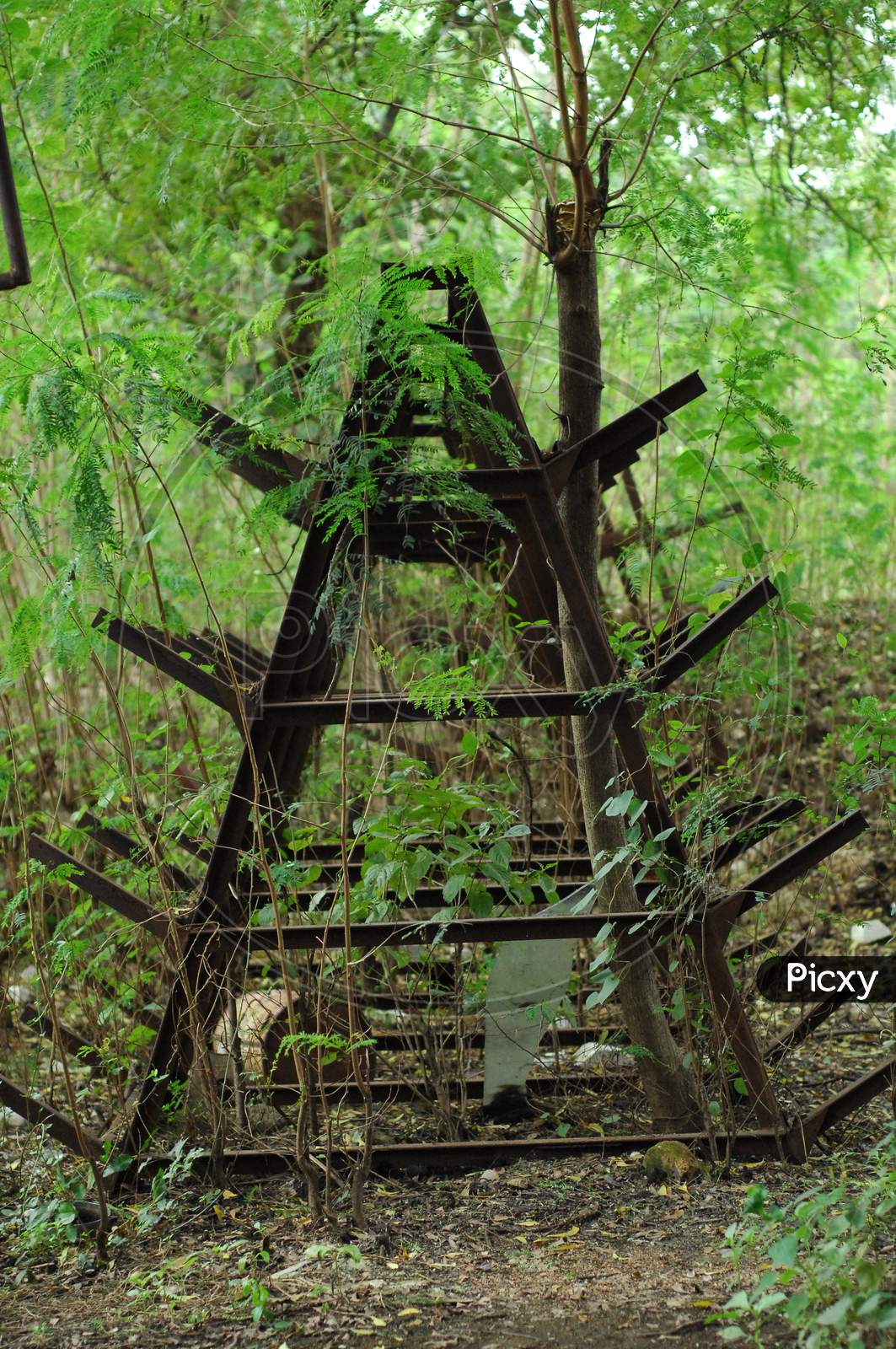 Iron Ladders in the jungle
