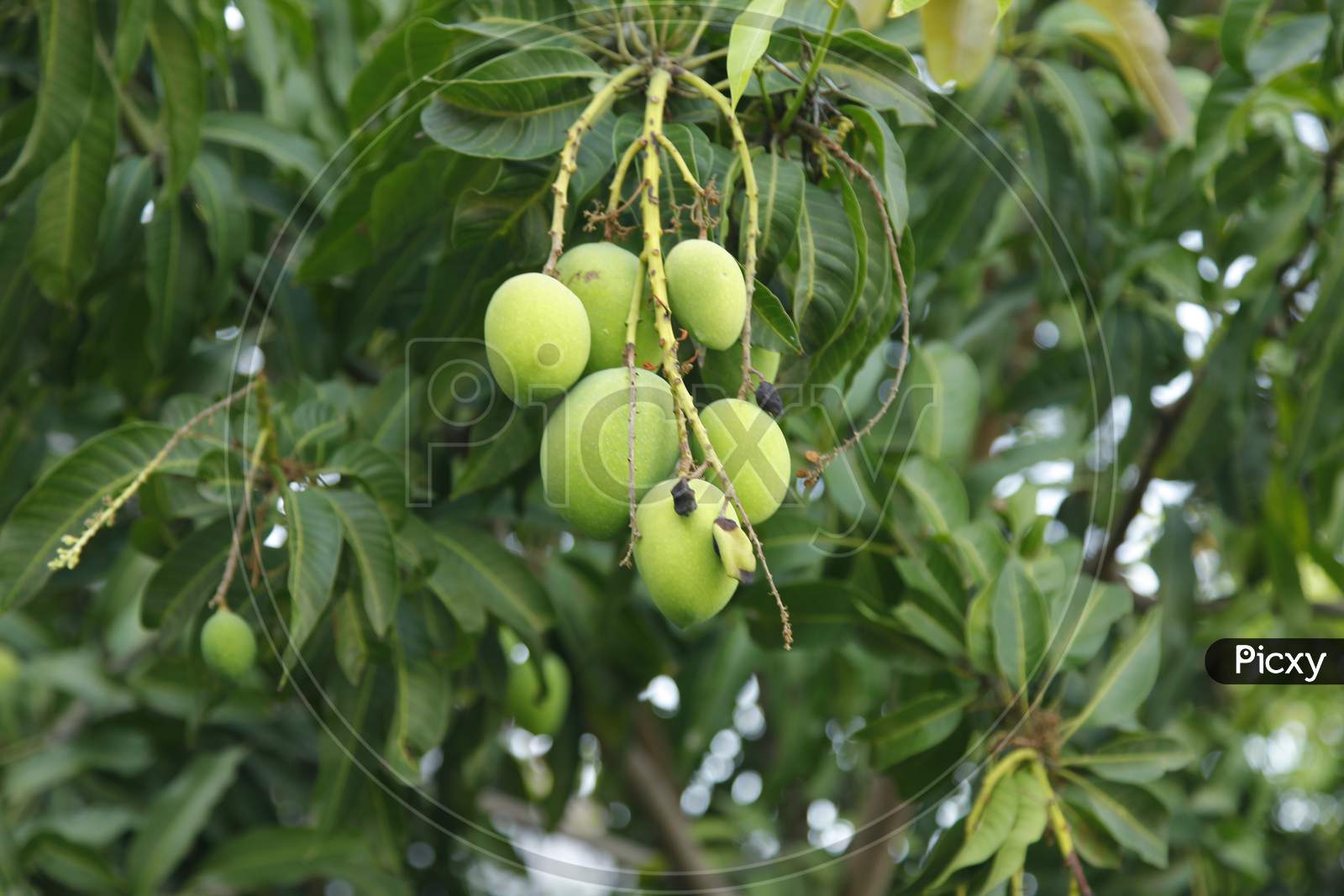 Raw mangoes of a tree